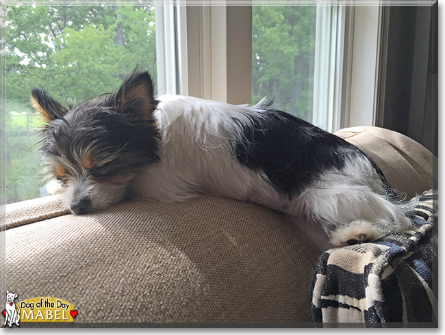 Mabel the Yorkie/Chihuahua/American Eskimo Dog, the Dog of the Day