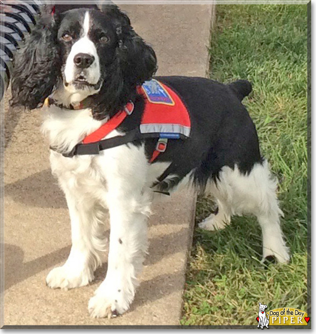 Piper the English Springer Spaniel, the Dog of the Day