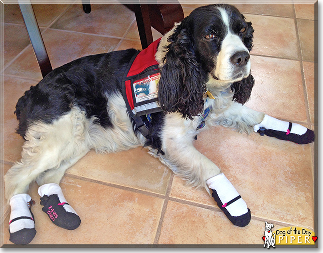 Piper the English Springer Spaniel, the Dog of the Day