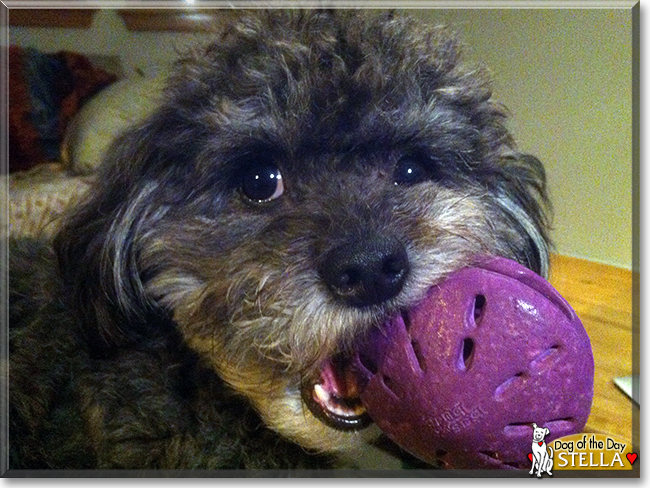 Stella the Havanese, the Dog of the Day