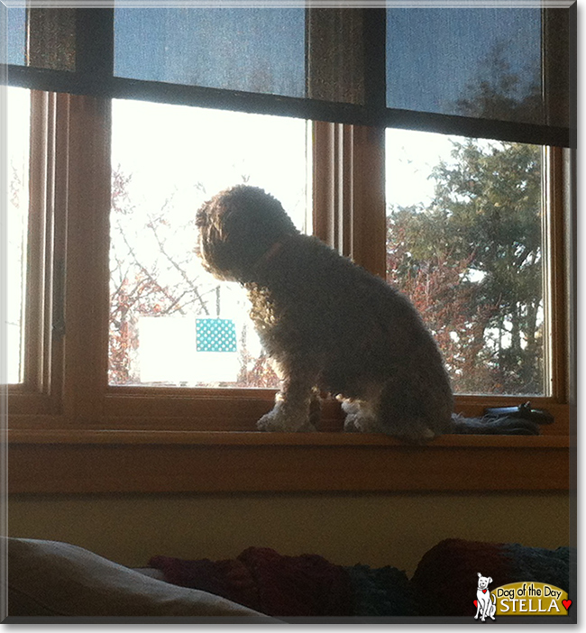 Stella the Havanese, the Dog of the Day