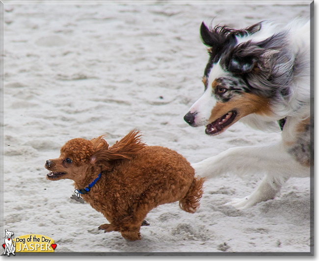 Jasper the Toy Poodle, the Dog of the Day