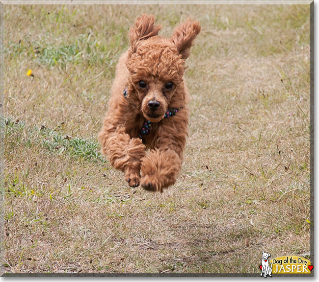 Jasper the Toy Poodle, the Dog of the Day