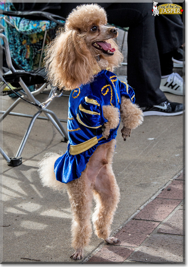 Jasper the Toy Poodle, the Dog of the Day