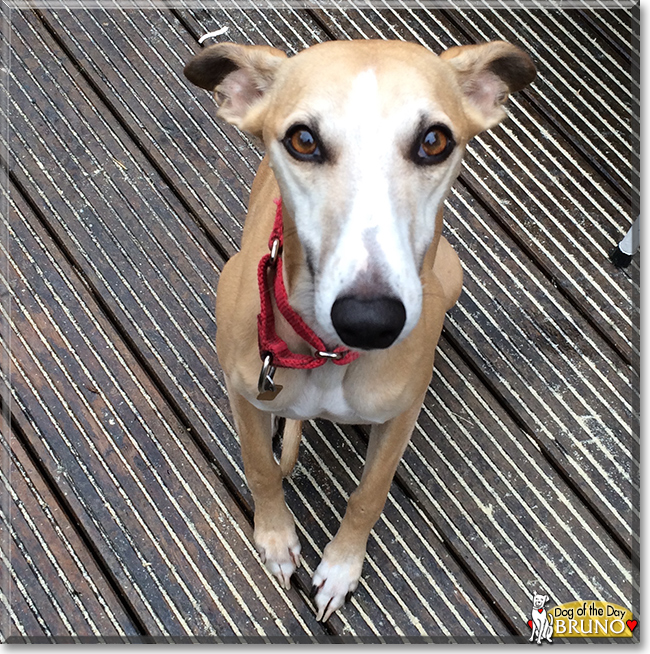 Bruno the Whippet, the Dog of the Day