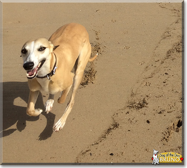 Bruno the Whippet, the Dog of the Day