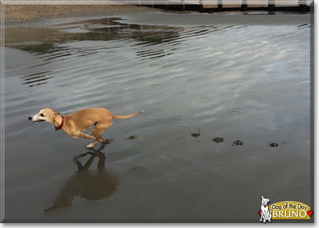 Bruno the Whippet, the Dog of the Day