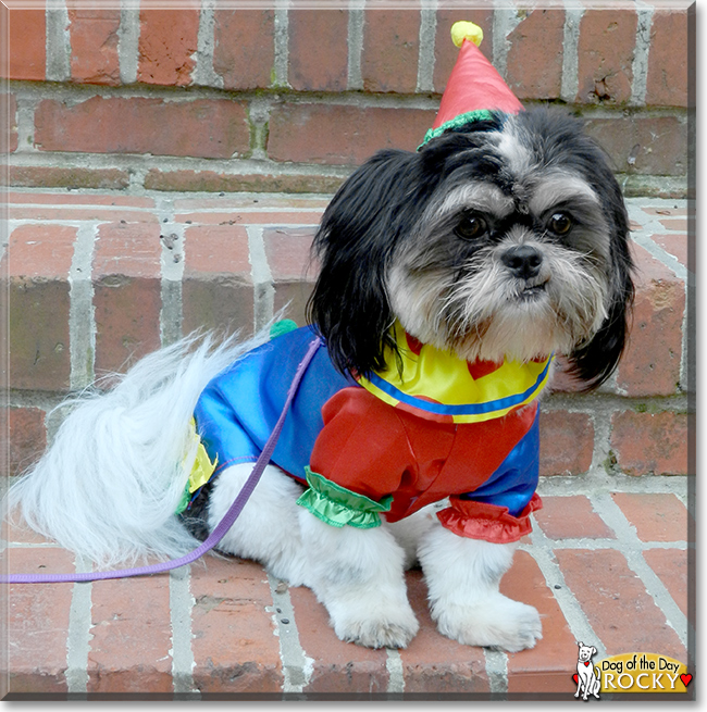 Rocky the Shih Tzu, the Dog of the Day