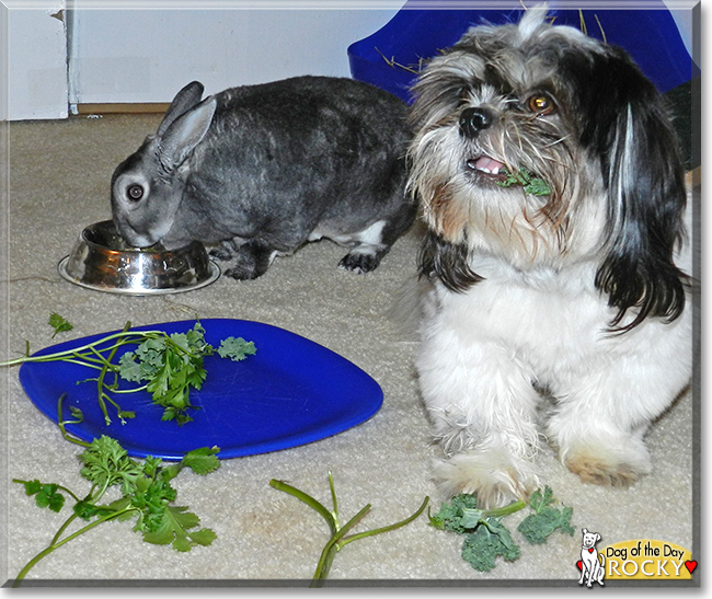 Rocky the Shih Tzu, the Dog of the Day