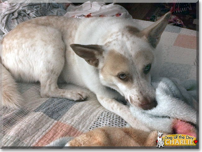 Charlie the Cattle Dog/Husky mix, the Dog of the Day