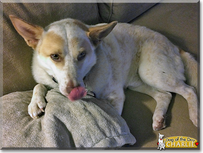 Charlie the Cattle Dog/Husky mix, the Dog of the Day