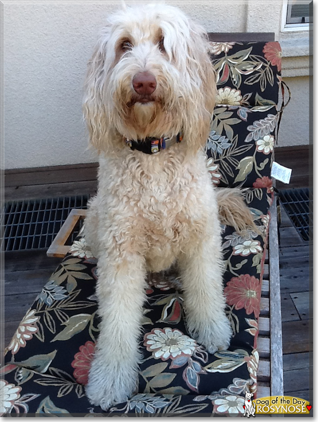 RosyNose Fred the Australian Cobberdog, the Dog of the Day