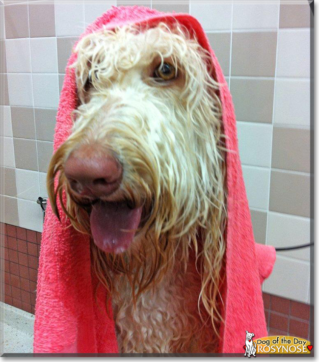 RosyNose Fred the Australian Cobberdog, the Dog of the Day