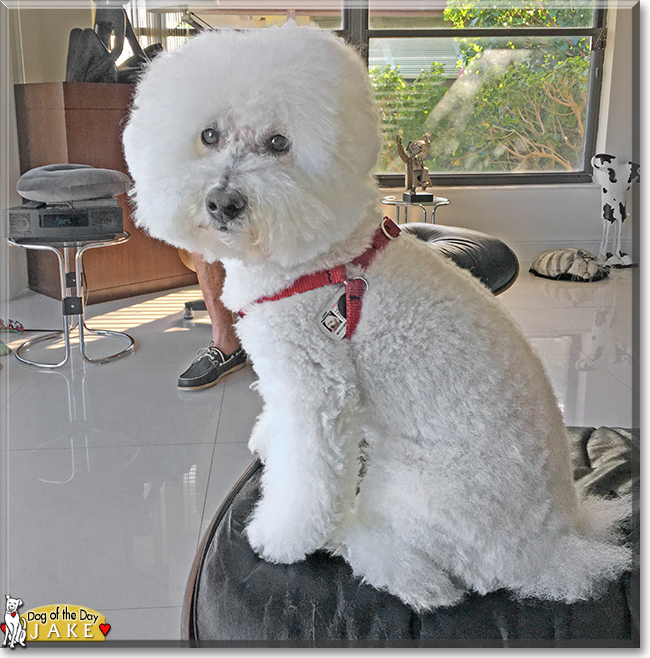 Jake the Bichon Frise/Poodle, the Dog of the Day