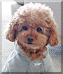 Stewart the Toy Poodle