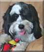 Karma the Tibetan Terrier