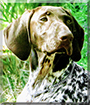 Abby the German Shorthaired Pointer