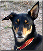 Bardee the Kelpie