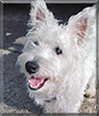 Oscar the West Highland Terrier