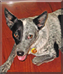 Pepper the Australian Cattle Dog