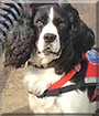 Piper the English Springer Spaniel