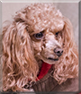 Jasper the Toy Poodle