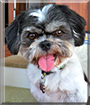 Rocky the Shih Tzu