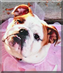 Sophie the English Bulldog