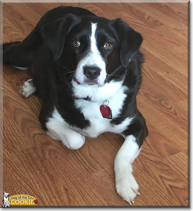 Cookie the Border Collie mix, the Dog of the Day