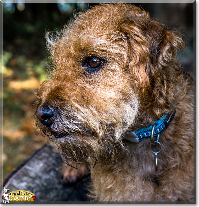 Gatsby the Lakeland Terrier, the Dog of the Day