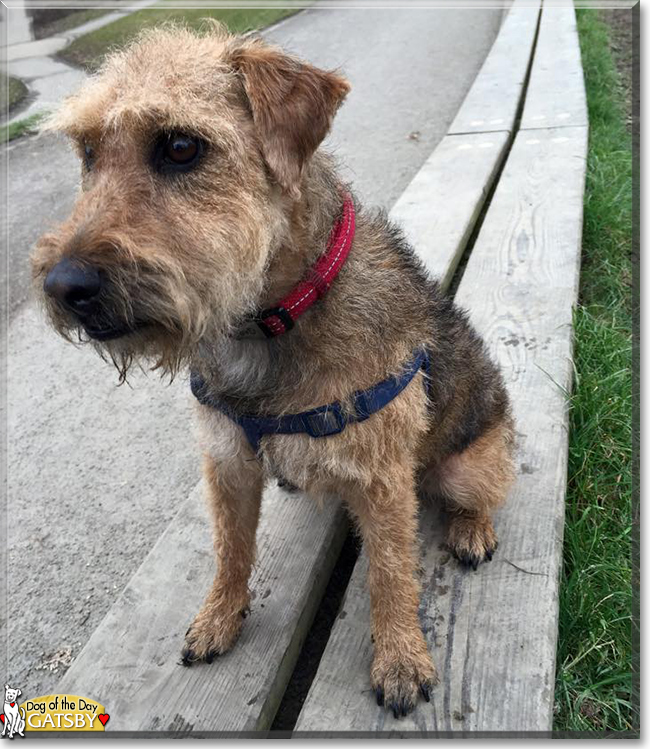 Gatsby the Lakeland Terrier, the Dog of the Day