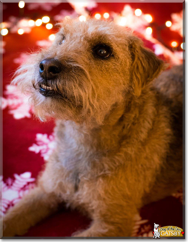 Gatsby the Lakeland Terrier, the Dog of the Day