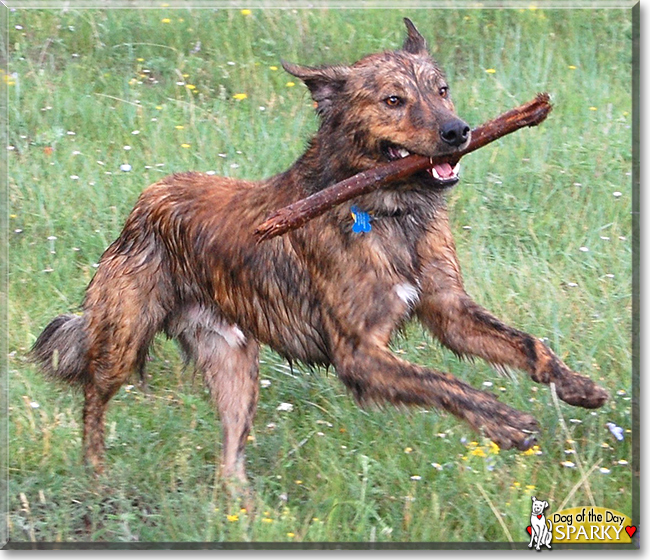 Sparky the Retriever mix, the Dog of the Day