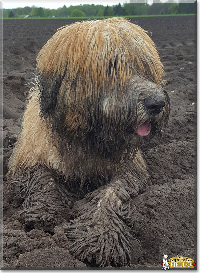 Fjello the Catalan Sheepdog, the Dog of the Day