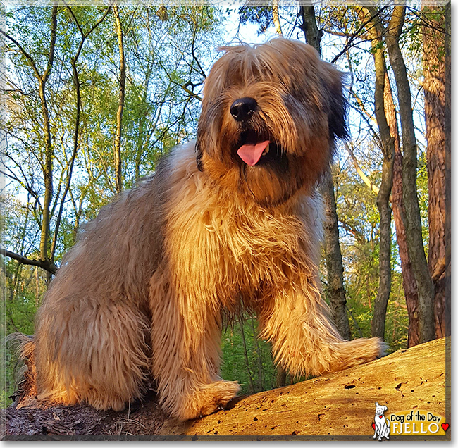 Fjello the Catalan Sheepdog, the Dog of the Day