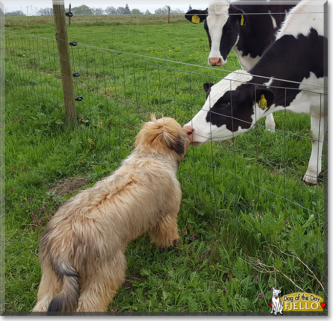 Fjello the Catalan Sheepdog, the Dog of the Day