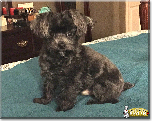 Baylen the Maltese, Yorkshire Terrier mix, the Dog of the Day