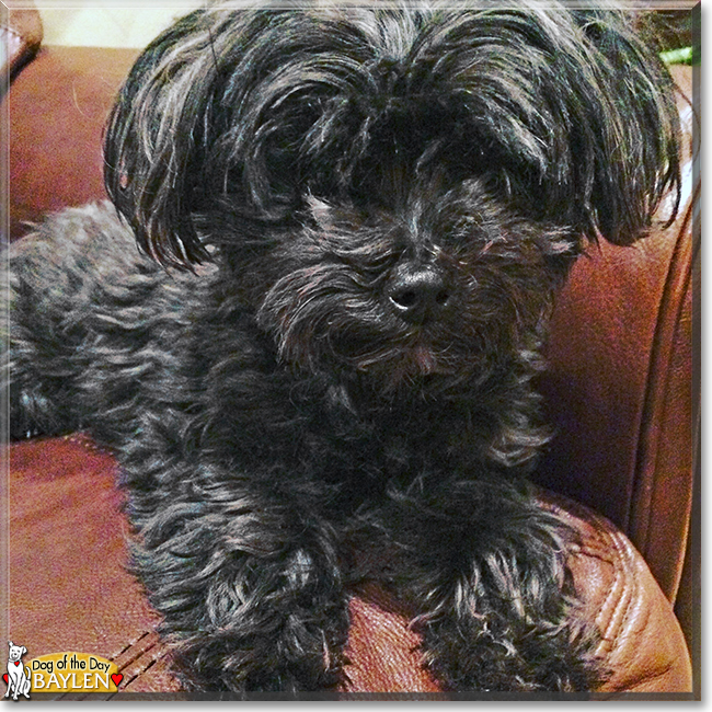 Baylen the Maltese, Yorkshire Terrier mix, the Dog of the Day