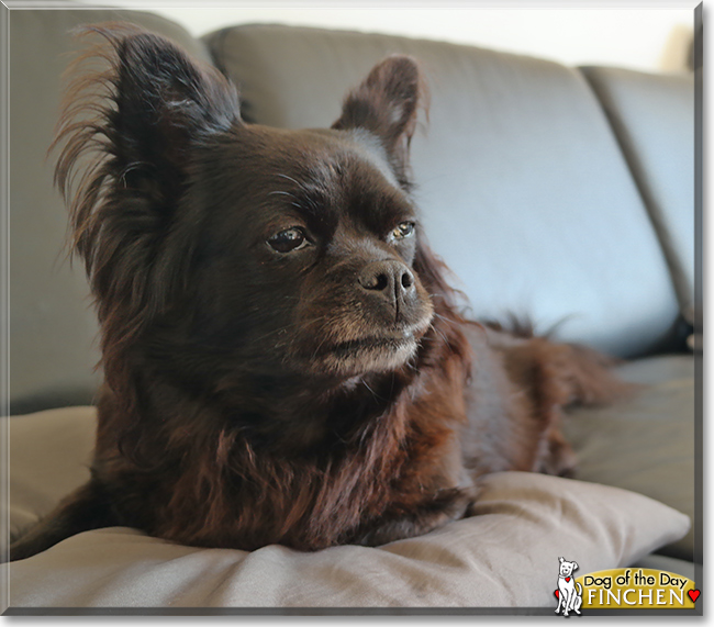 Finchen the Chihuahua, Pug mix, the Dog of the Day