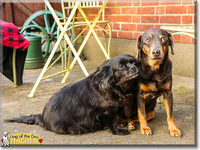 Finchen the Chihuahua, Pug mix, the Dog of the Day