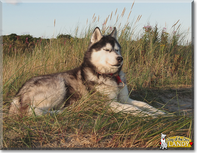 Landy the Siberian Husky, the Dog of the Day