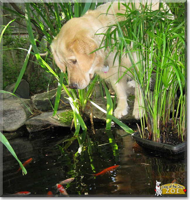 Zoe the Golden Retriever, the Dog of the Day