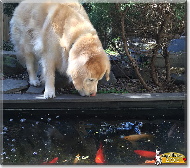 Zoe the Golden Retriever, the Dog of the Day