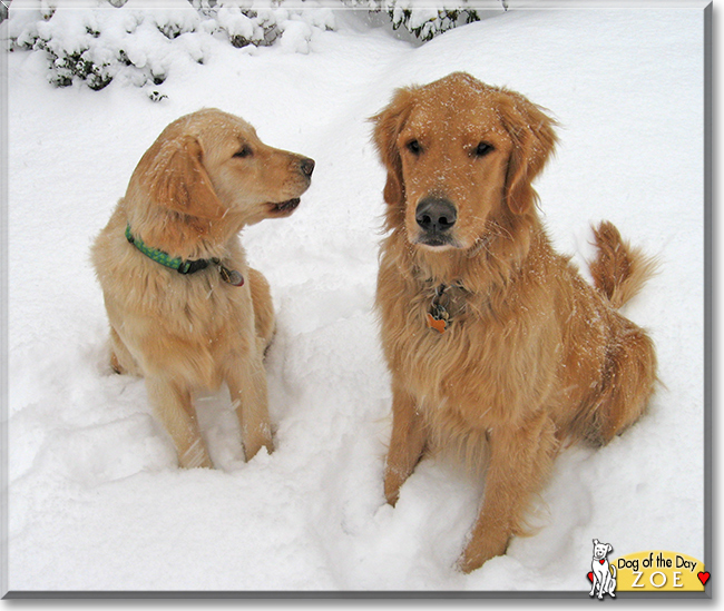 Zoe the Golden Retriever, the Dog of the Day