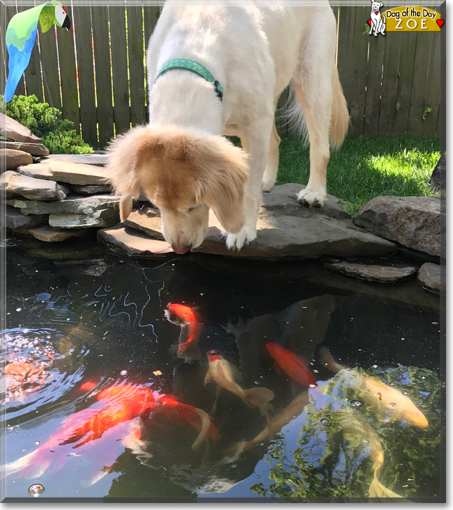 Zoe the Golden Retriever, the Dog of the Day