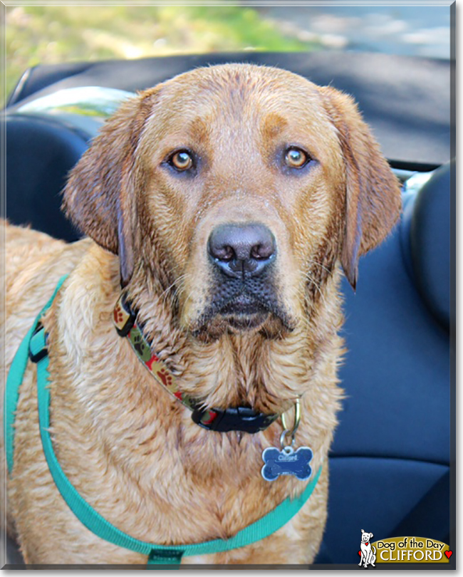 Clifford the Labrador Retriever, the Dog of the Day