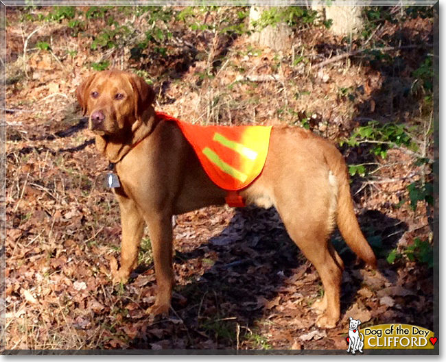 Clifford the Labrador Retriever, the Dog of the Day