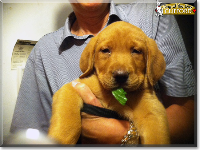 Clifford the Labrador Retriever, the Dog of the Day