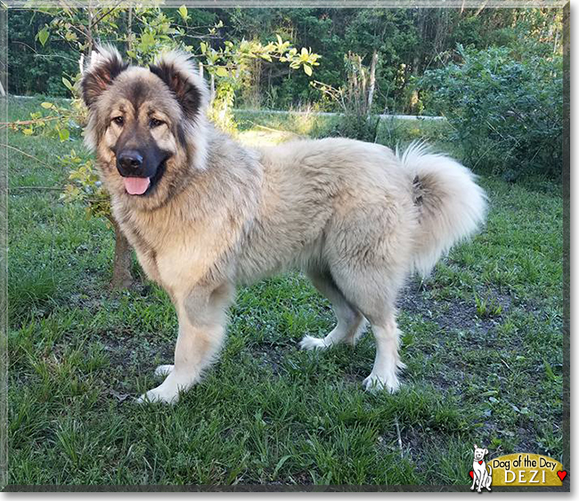 Dezi the Caucasian Shepherd, the Dog of the Day