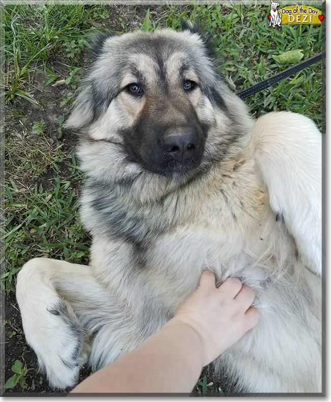 Dezi the Caucasian Shepherd, the Dog of the Day